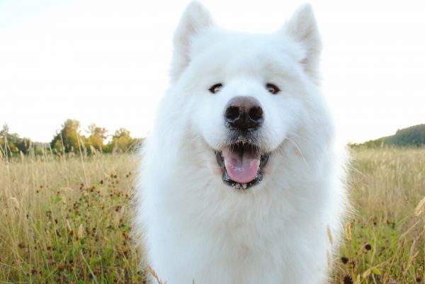 anjing,binatang menyusui,bertulang belakang,anjing seperti mamalia,gembala,drooling