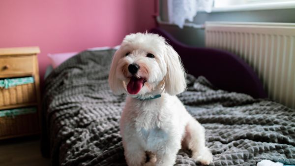 Animal de ferme,chien