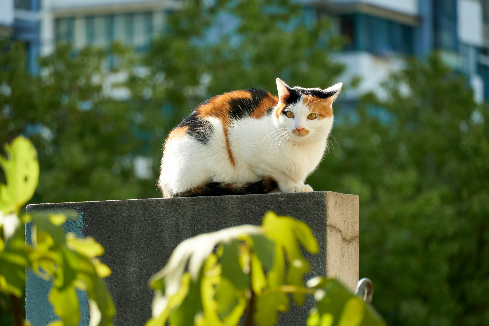 gatos, animal, Animais