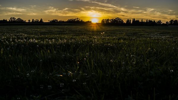 alam,pemandangan,dandelion,rumput,matahari terbenam,Matahari