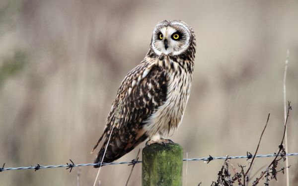 des oiseaux,animaux,faune,oiseau de proie,hibou,le bec