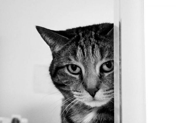 gato,monocromo,fotografía,pelaje,Gatitos,bigotes