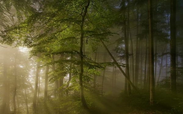 luce del sole, alberi, paesaggio, foresta, natura, riflessione