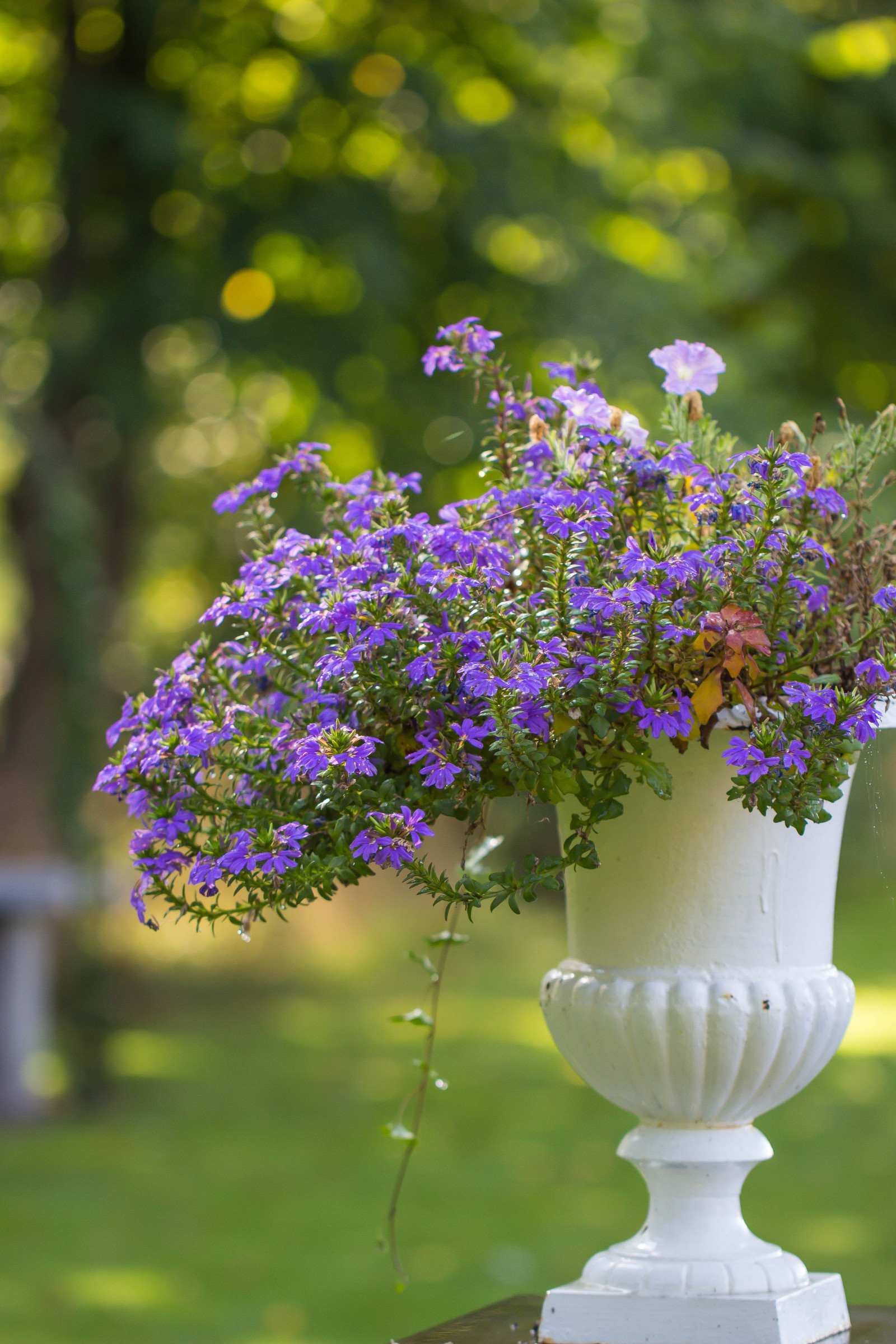 lumina soarelui, flori, grădină, natură, verde, galben, albastru, inflori, bokeh, arc, hortensie, liliac, toamnă, frunze, floare, plantă, floră, malmo, blommor, katrinetorp, katrinetorpsherrg rd, urnă, urna, luncă, flori sălbatice, pădure, botanică, plante teren, plante cu flori, arbust, floristica, buchet de flori