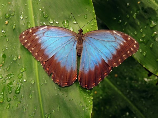 mariposa,cerca,Insectos,macro,naturaleza,1600x1200 px