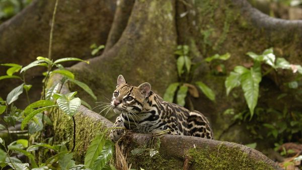 1920x1080 px,amason,djur,ecuador,Ocelots,regnskog