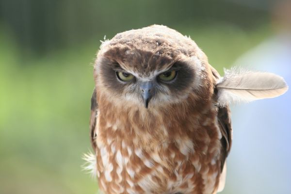 occhi,natura,uccello rapace,gufo,becco,rabbia