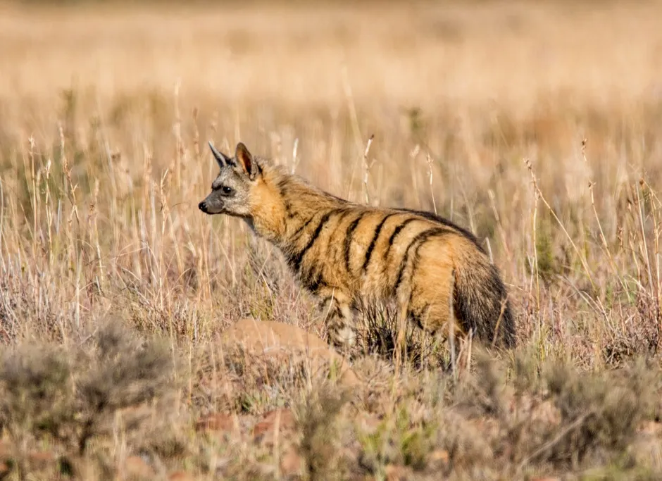 Aardwolf