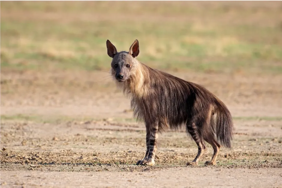 Brown hyena