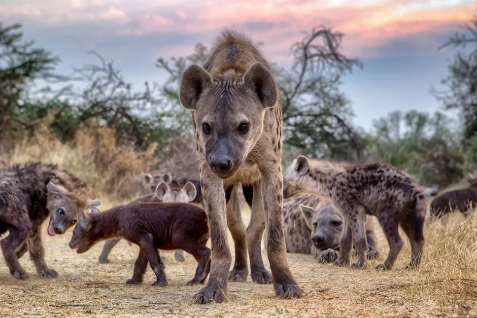 Spotted hyena