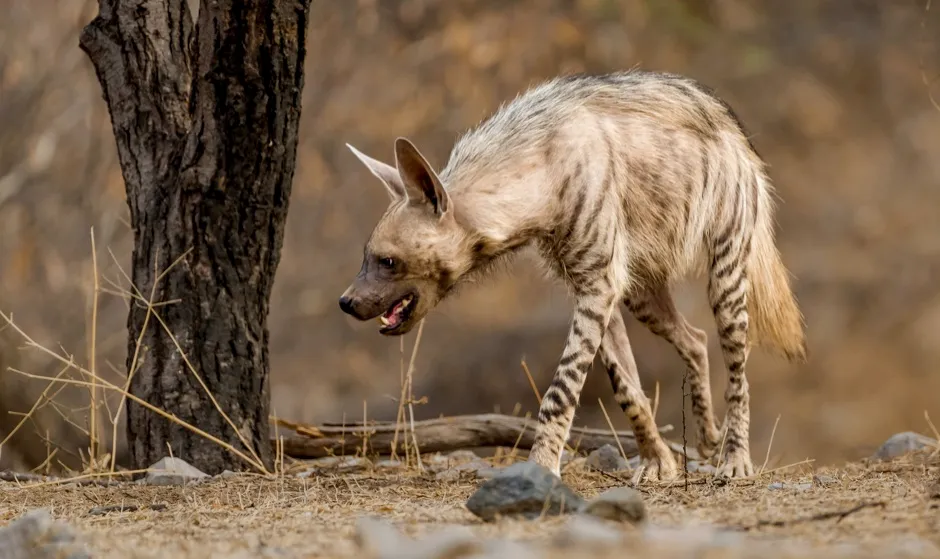 Striped hyena