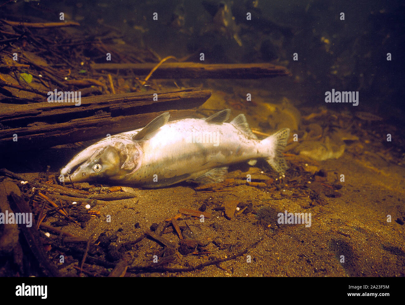 USA. Alaska. Wildlife. Fish. Dead Salmon after spawning. Stock Photo