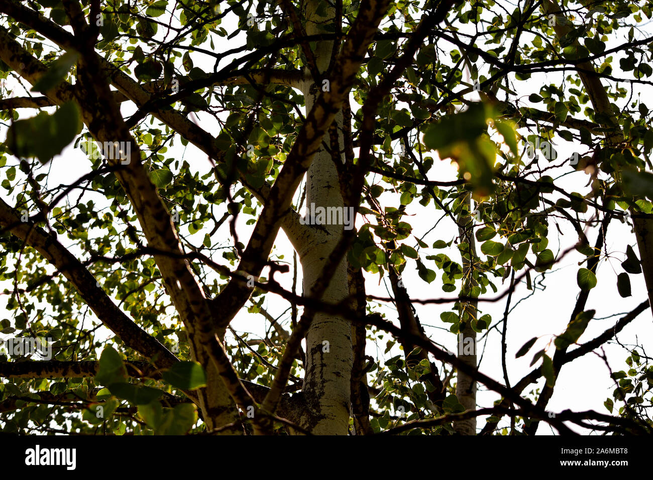 Colorful poplar tree. Stock Photo