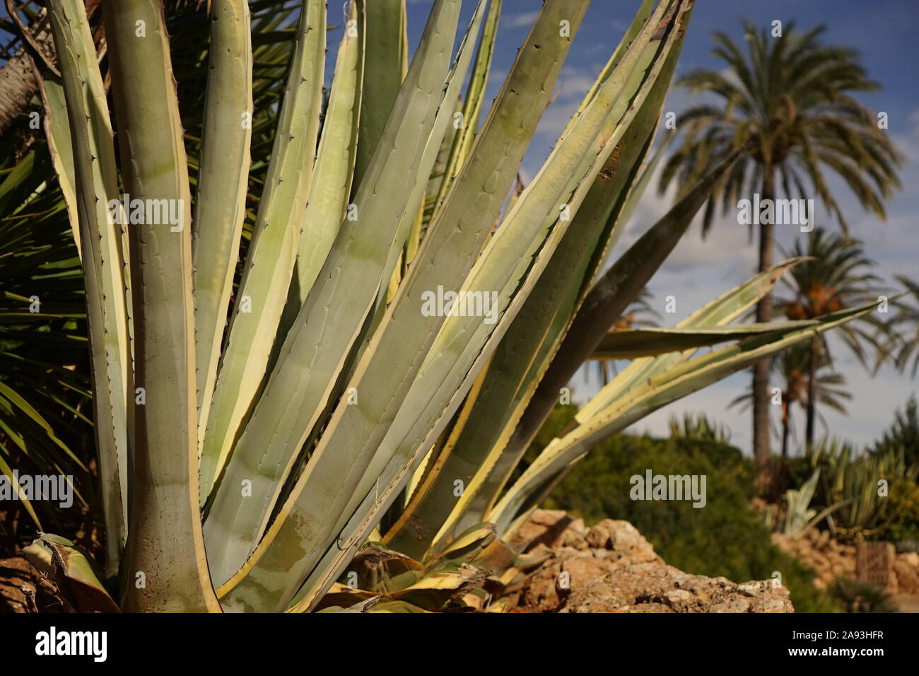 Large Aloe Vera plant growing wild in Spain with Palm trees in the distance Stock Photo