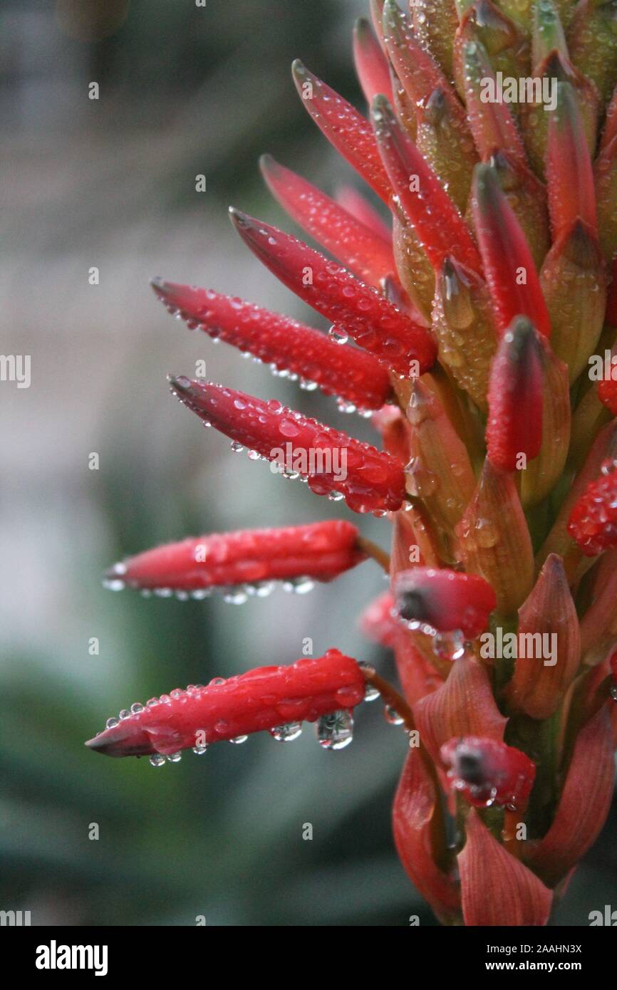 Aloe Vera Droplets Stock Photo