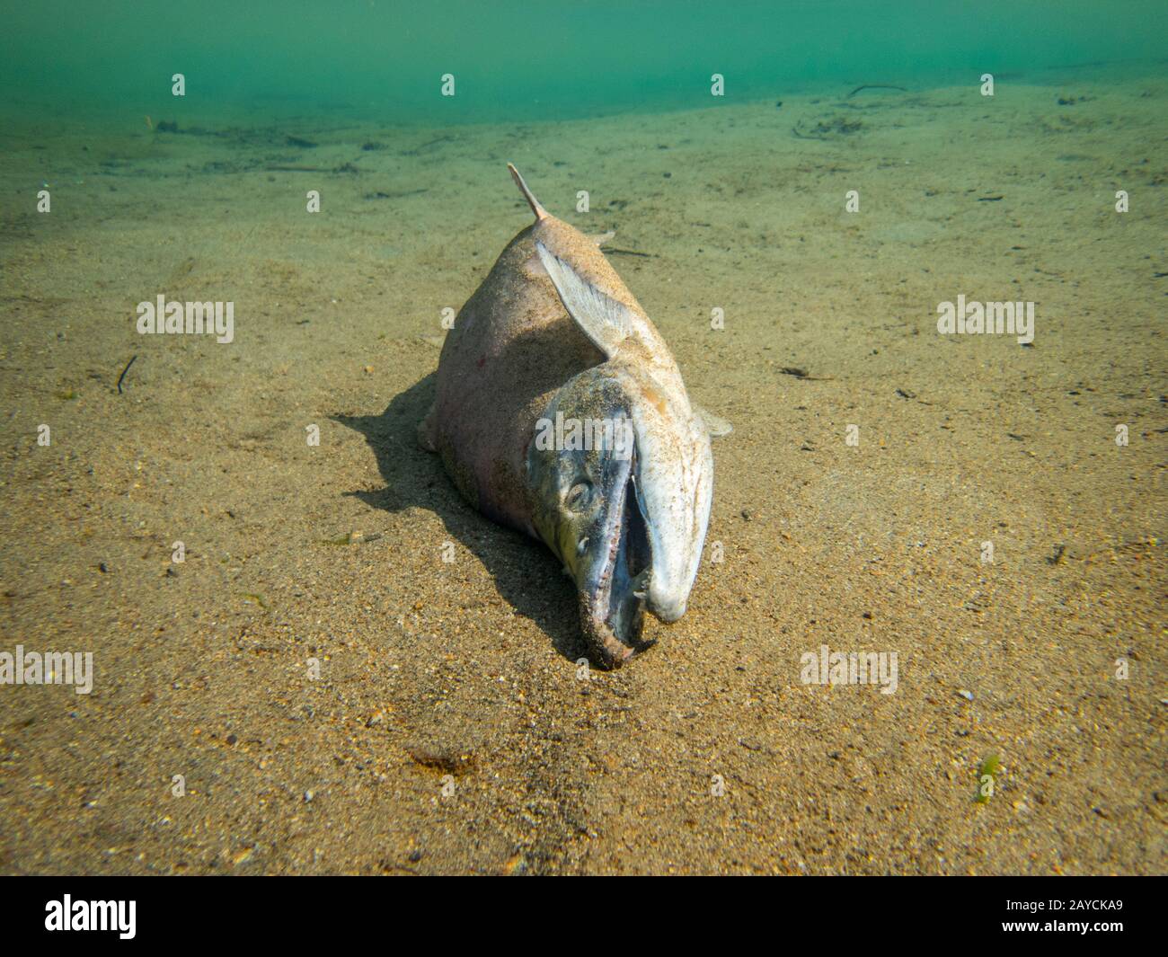 After spawning salmon die and lay in the water, here at Lake Crescent in Lake Clark National Park and Preserve, Alaska, USA. Stock Photo