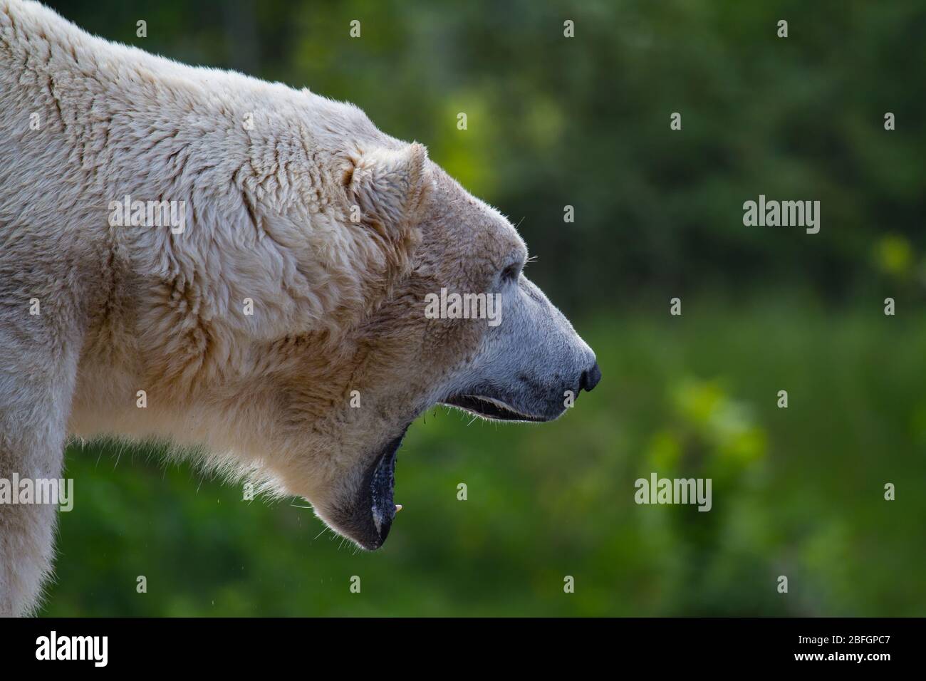 Head of a roaring ice bear with blurry green background Stock Photo