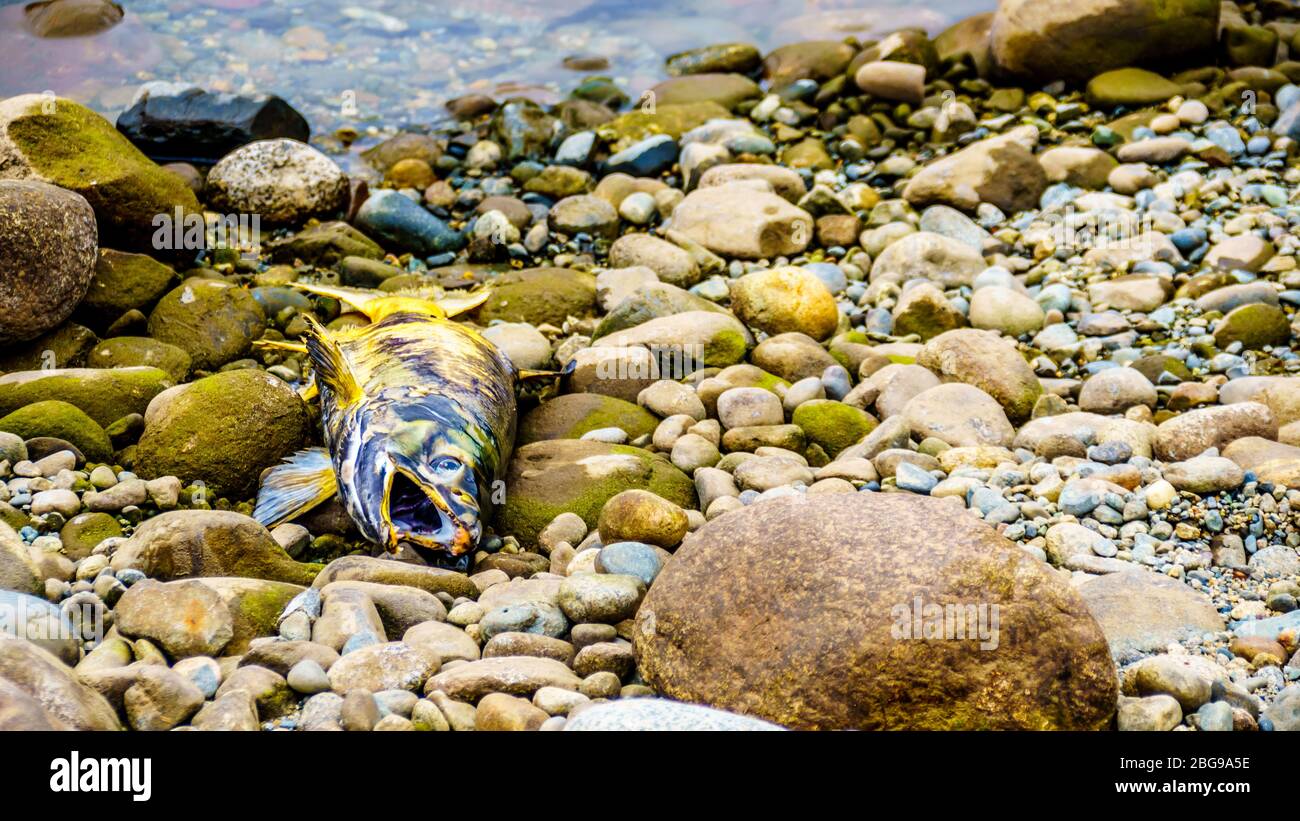 Dead salmon after spawning in the Stave River during the annual Salmon Run in Hayward Lake near Mission, British Columbia, Canada Stock Photo