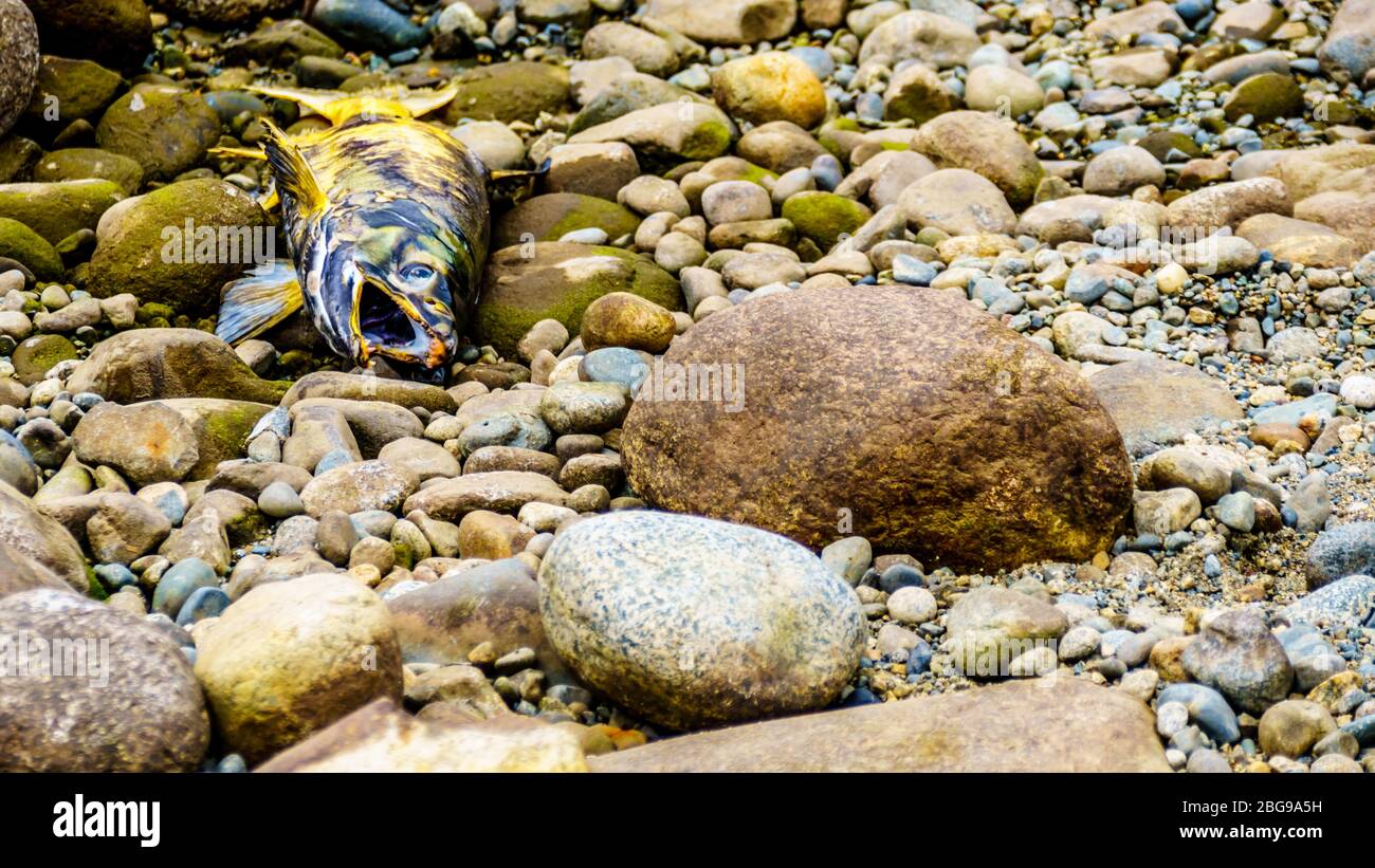 Dead salmon after spawning in the Stave River during the annual Salmon Run in Hayward Lake near Mission, British Columbia, Canada Stock Photo