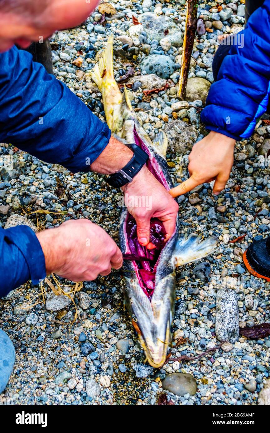 Parent dissecting a dead Salmon after spawning in the Stave River during the annual Salmon Run in Hayward Lake near Mission, British Columbia, Canada Stock Photo