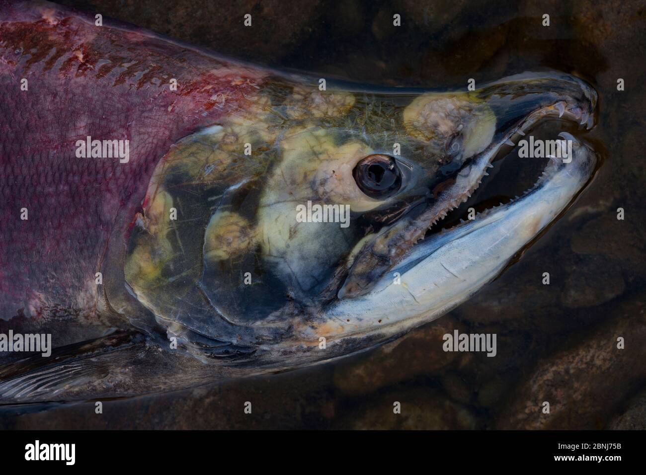 Sockeye salmon (Oncorhynchus nerka) dead male after spawning migration. Adams River, Roderick Haig-Brown Provincial Park, British Columbia, Canada Oct Stock Photo