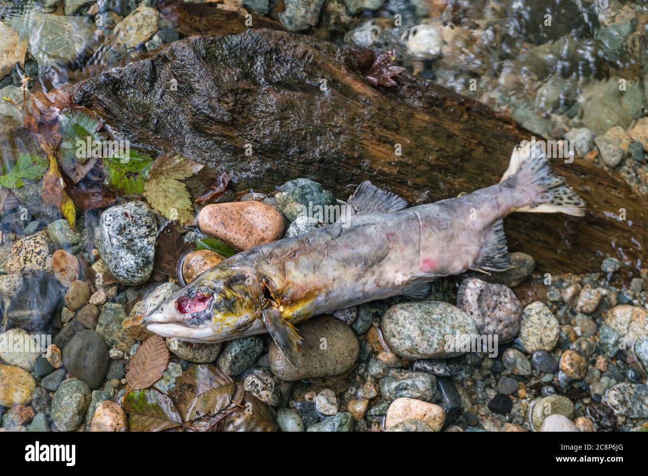 Squamish, BC/Canada-October 5, 2019:  Dead salmon in the Stawamus River after the salmon run or salmon migration. These fish travel many miles upstrea Stock Photo