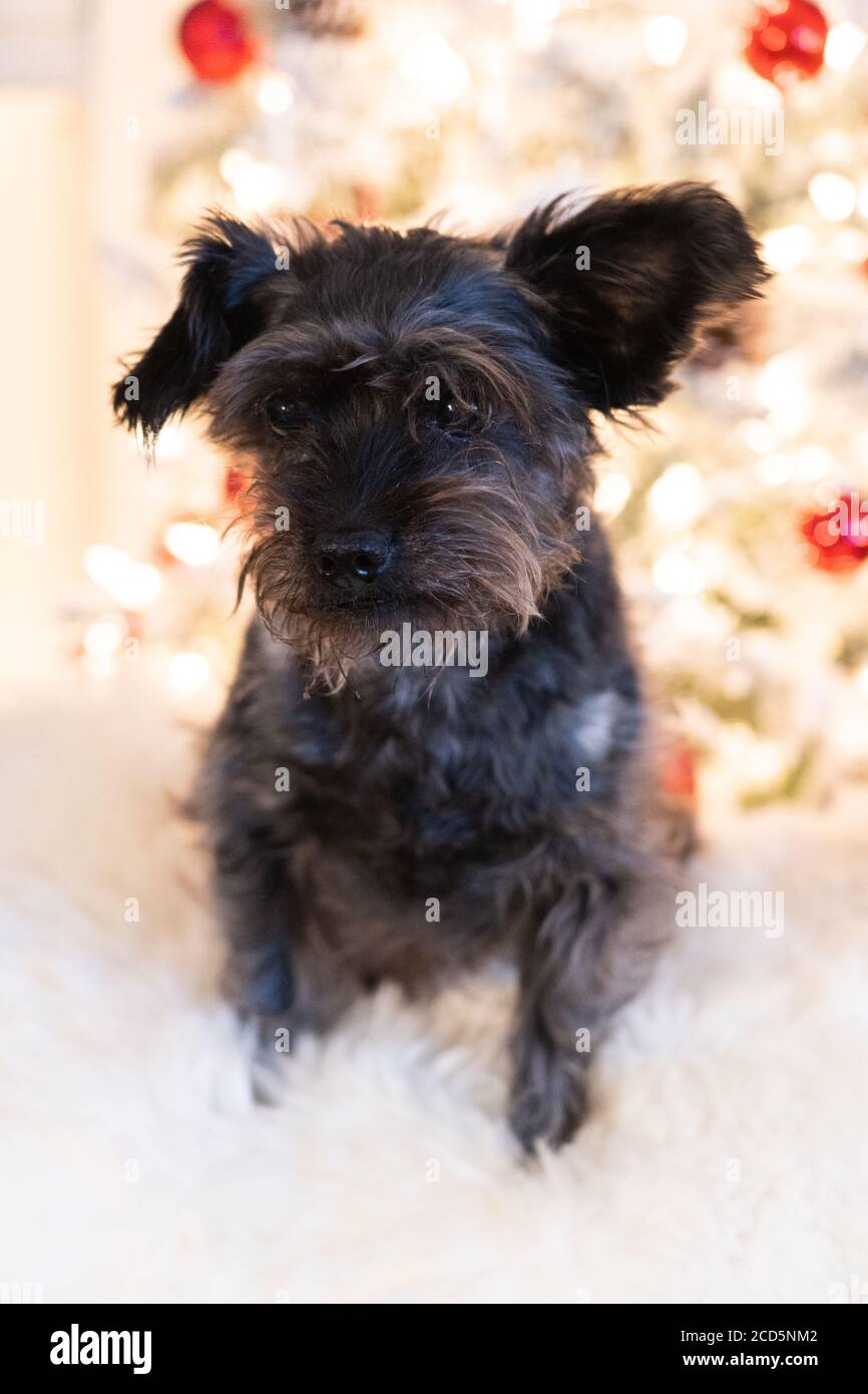 Rescue dog in front of modern Christmas Tree Stock Photo