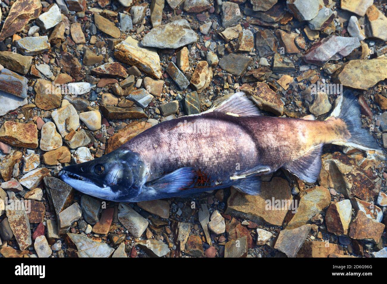 A kokanee in Lake Coeur d' Alene that has died after spawning in the fall. Coeur d' Alene, North Idaho. Stock Photo