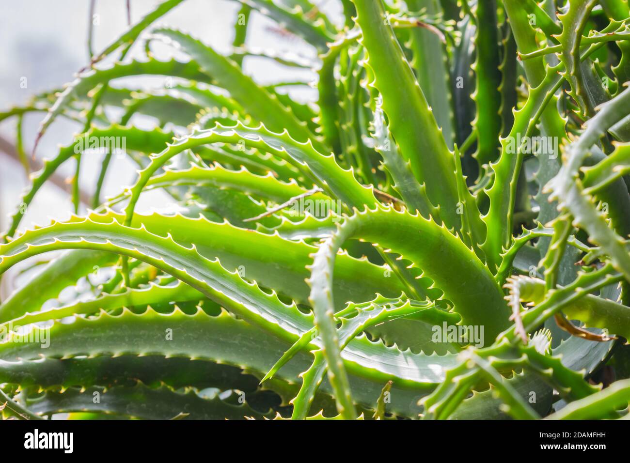 Close-up wild Aloe Vera plant in the garden, plant background. Stock Photo