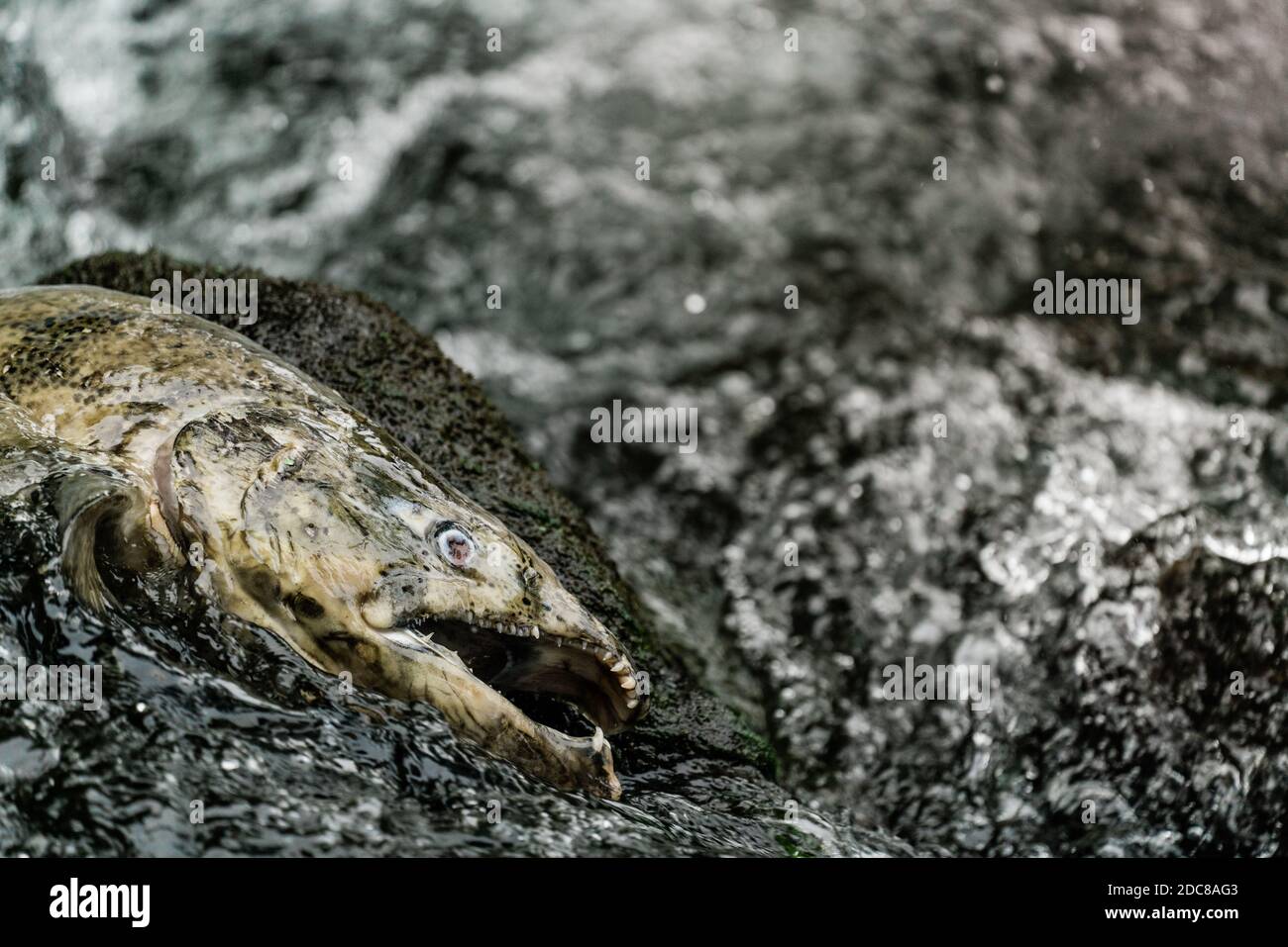 Closeup view of a dead salmon decaying after spawning Stock Photo