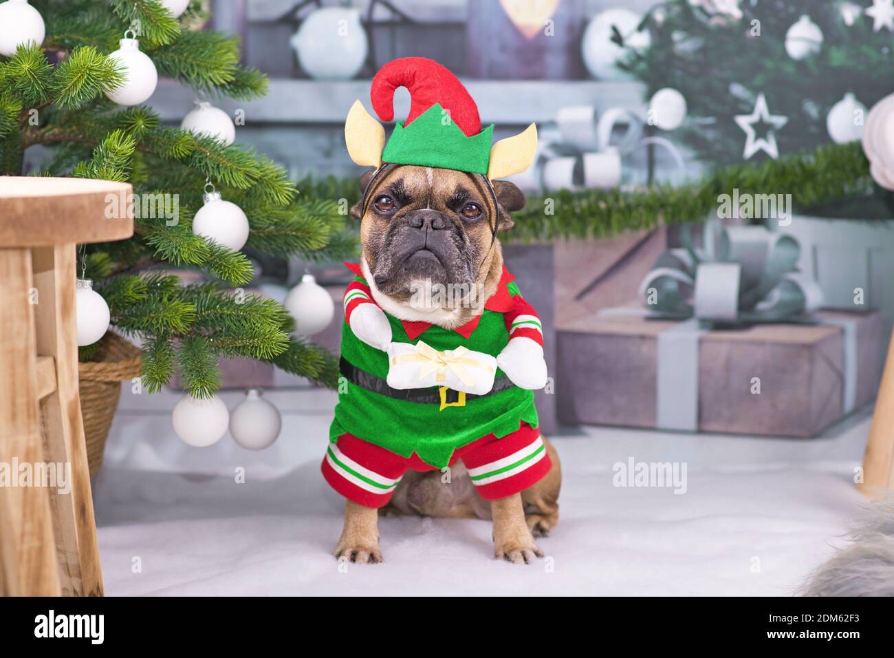 Christmas elf dog. Funny French Bulldog  wearing traditional cute elf costume with arms holding present next to decorated Christmas tree Stock Photo