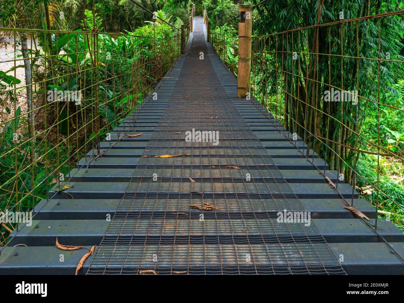 Elevated canopy walkway in the cloud forest of Mindo near Quito, Ecuador. Stock Photo