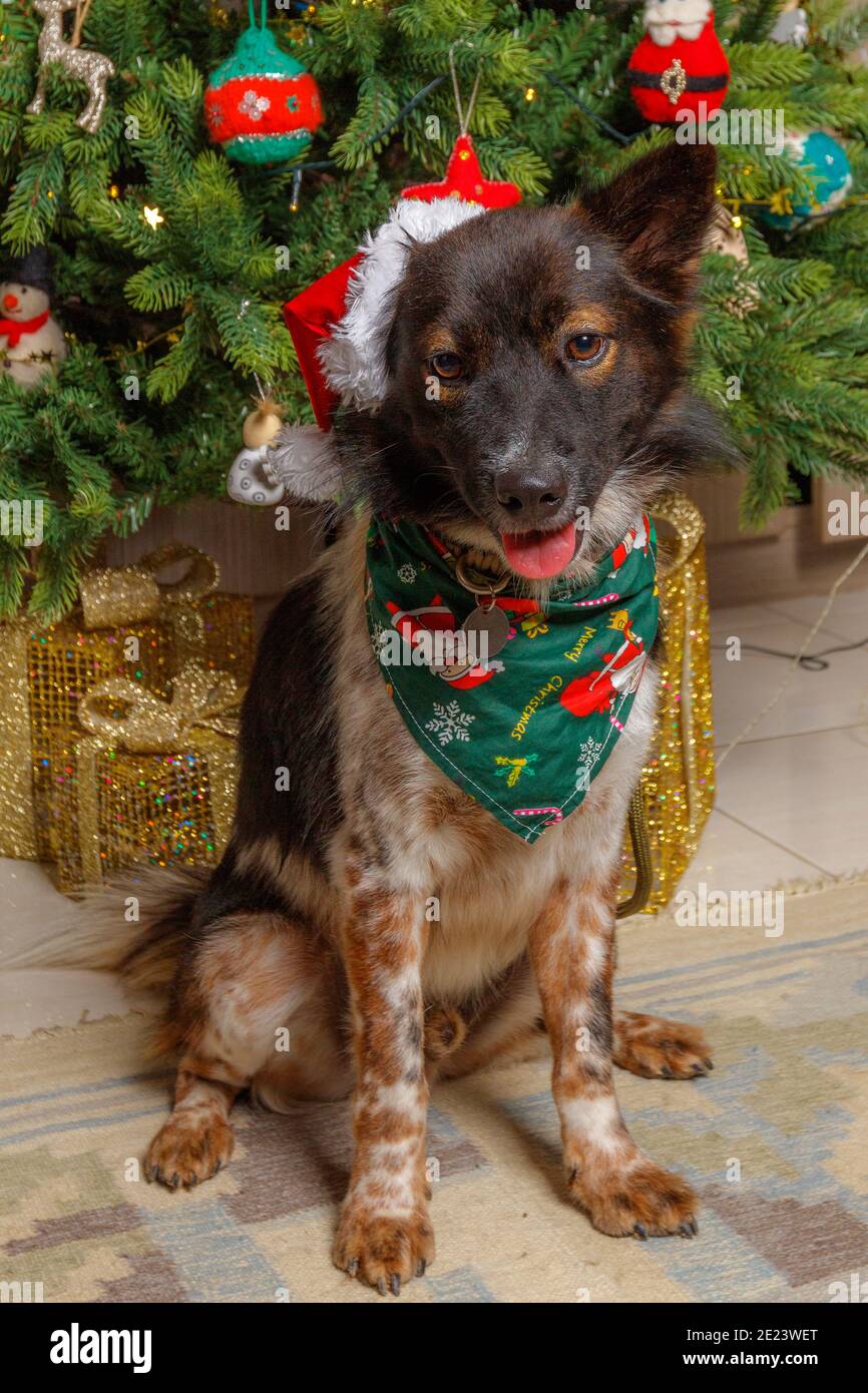 Cute dog wearing Santa hat and Christmas bandanna sitting near the Christmas tree. Stock Photo