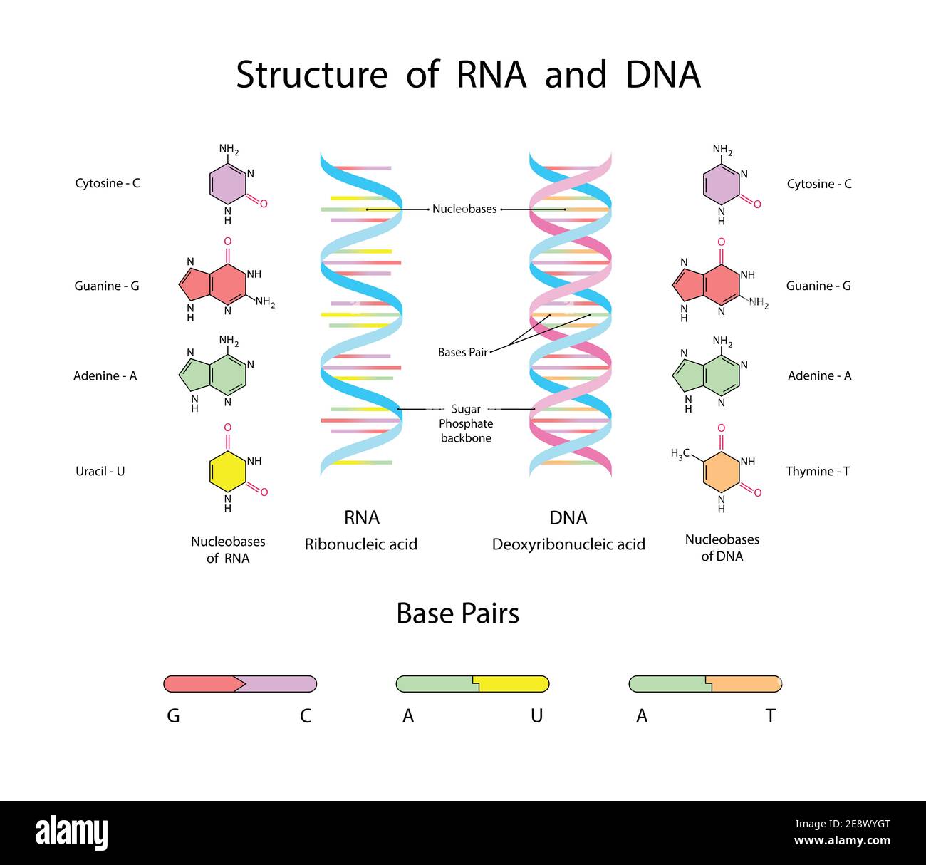 Dna And Rna Structure