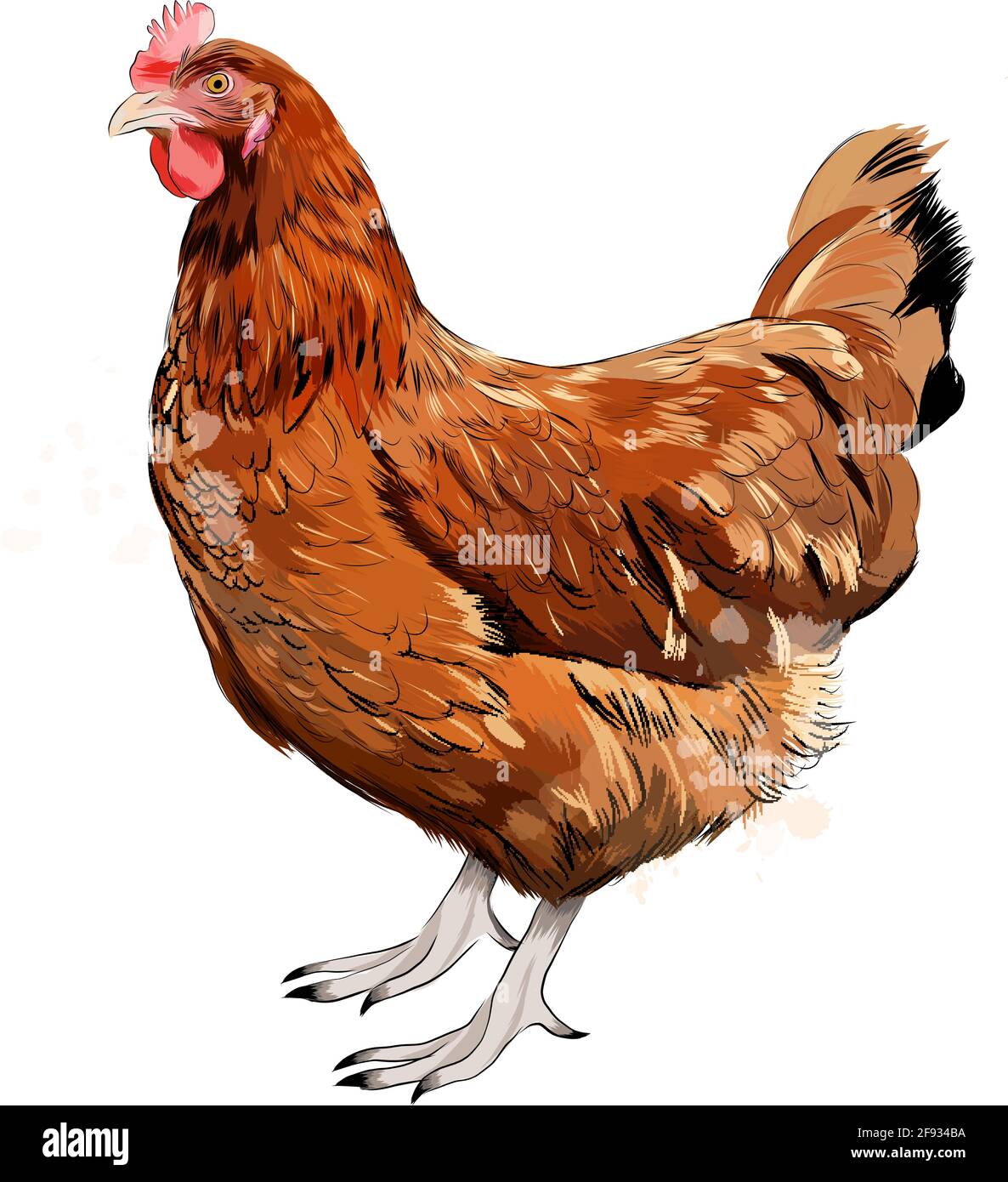 Brown hen, chicken from a splash of watercolor, colored drawing, realistic. Vector illustration of paints Stock Vector