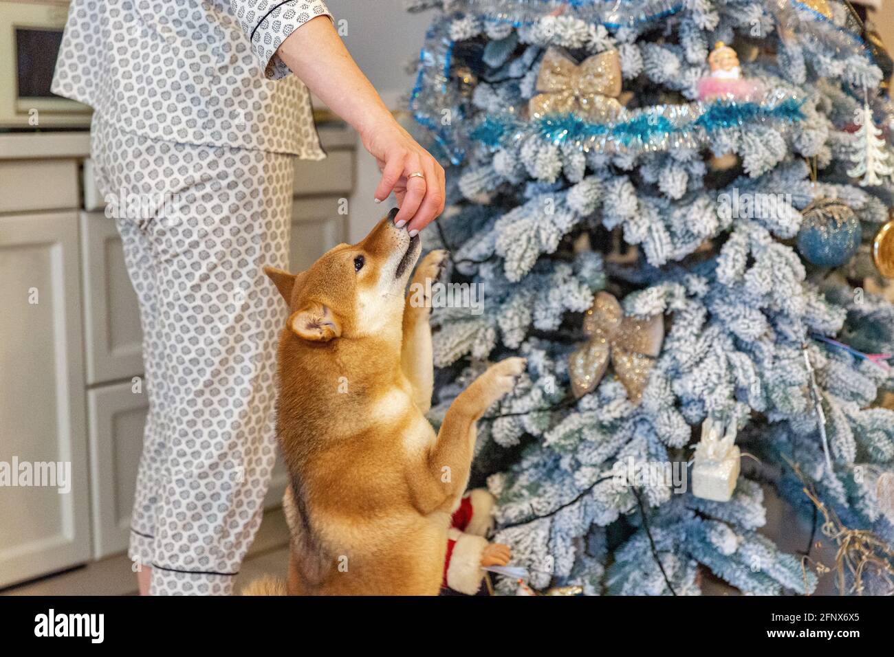 Shiba Inu female dog in the room. Red haired Japanese dog 10 monthes old. A happy domestic pet. Stock Photo