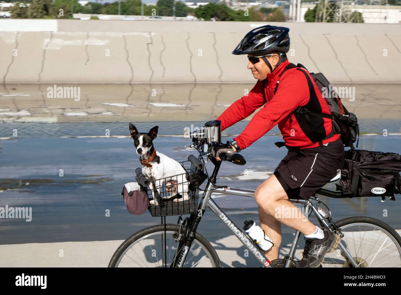 Man bike riding with his dog on the Rio Hondo bike path in Arcadia, California Stock Photo