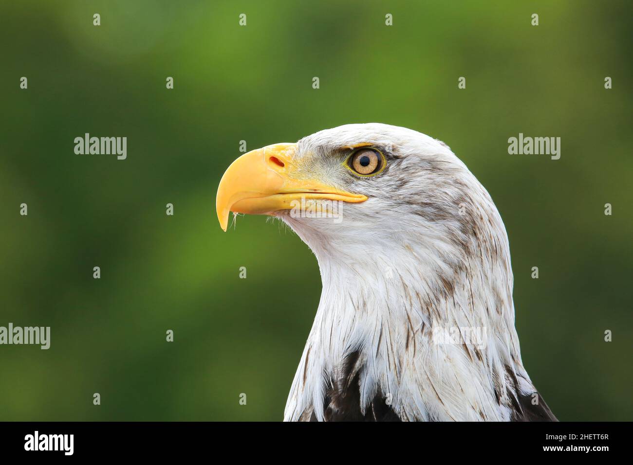 American bald eagle (Haliaeetus leucocephalus) portrait Stock Photo