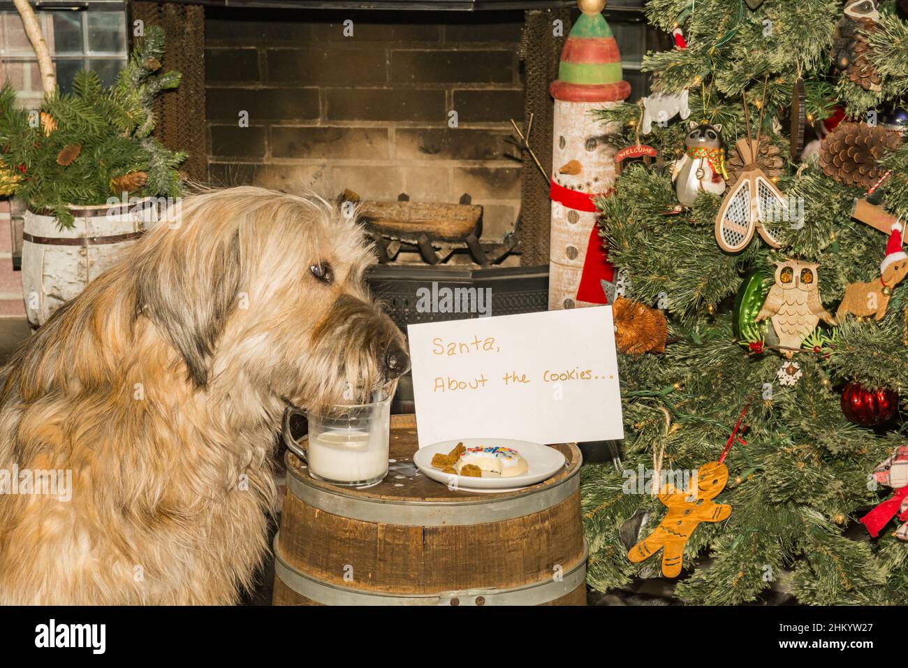 A cute Korean Sheepdog stealing cookies and milk left out for Santa Stock Photo