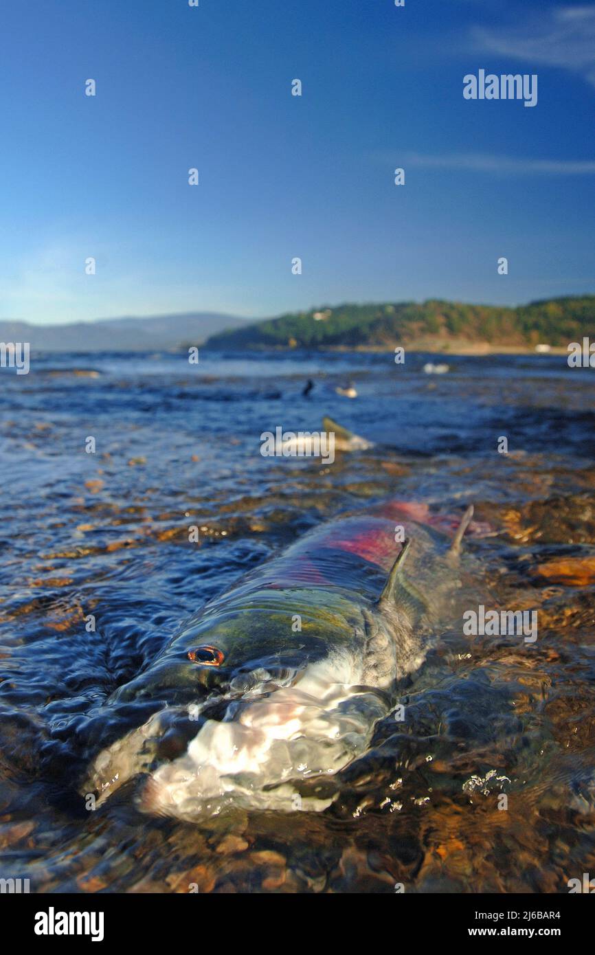 Dead Sockeye Salmon (Oncorhynchus nerka),at Adams River, died after spawn, Roderick Haig-Brown Provincial Park, British Columbia, Canada Stock Photo