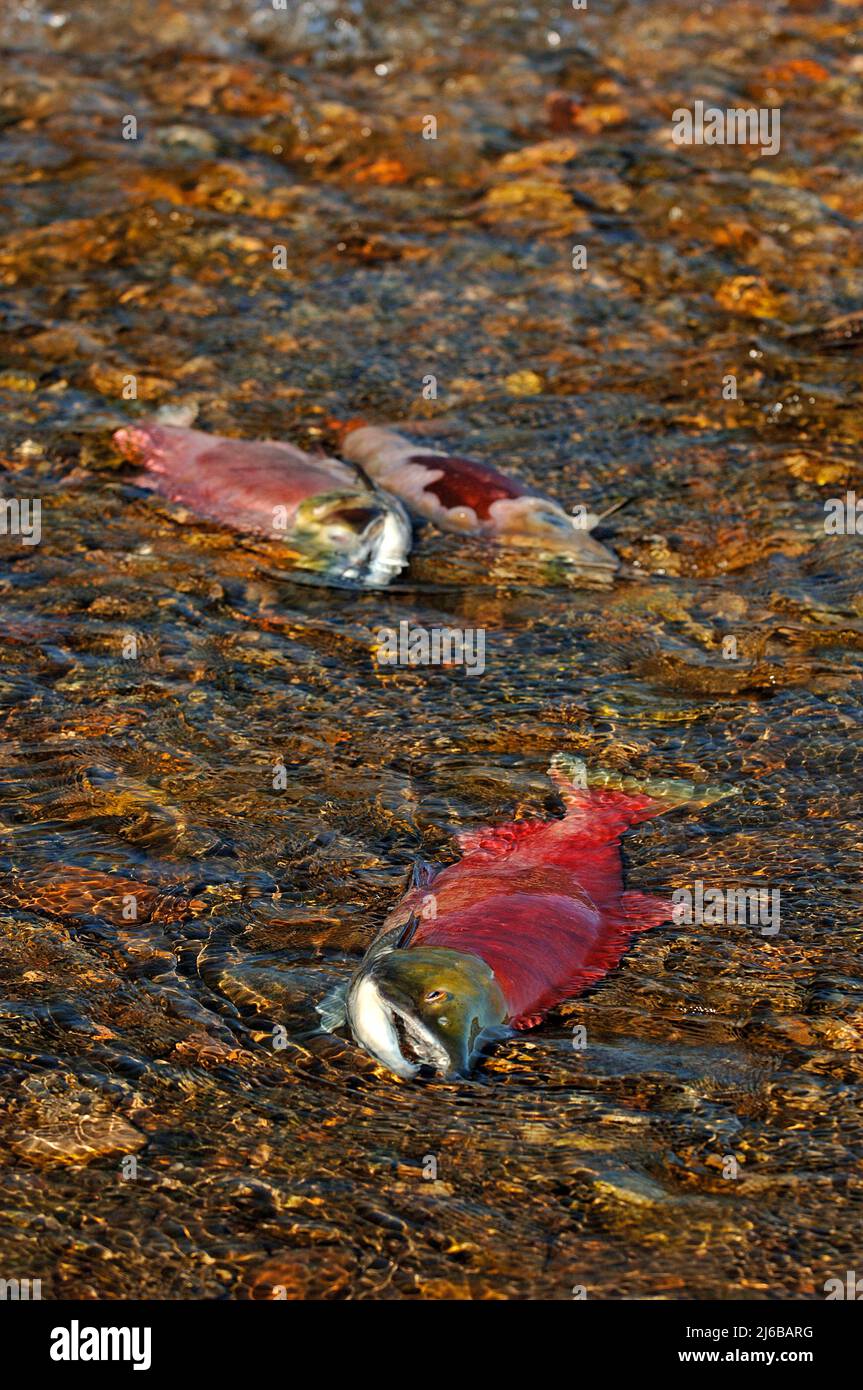 Dead Sockeye Salmon (Oncorhynchus nerka),at Adams River, died after spawn, Roderick Haig-Brown Provincial Park, British Columbia, Canada Stock Photo