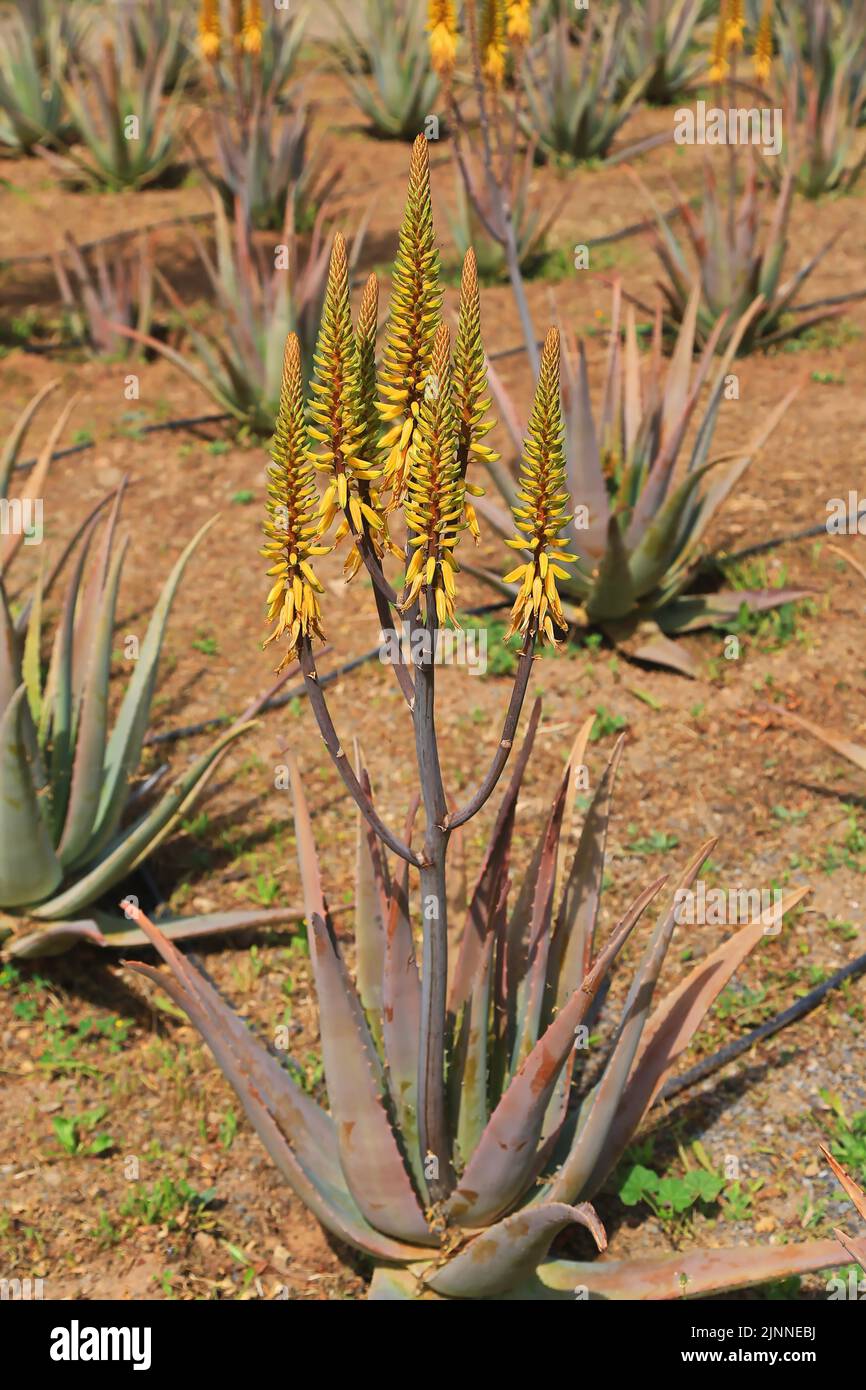 Aloe vera in inflorescence in the wild Stock Photo