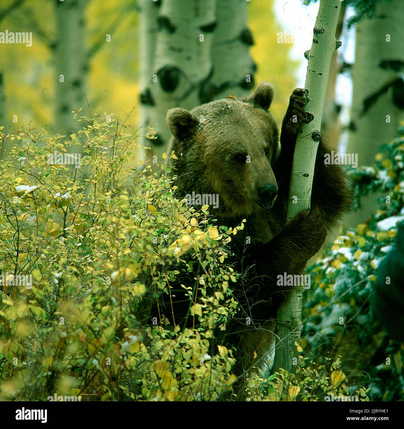 Ursus arotos, brown bear, grizzly Stock Photo