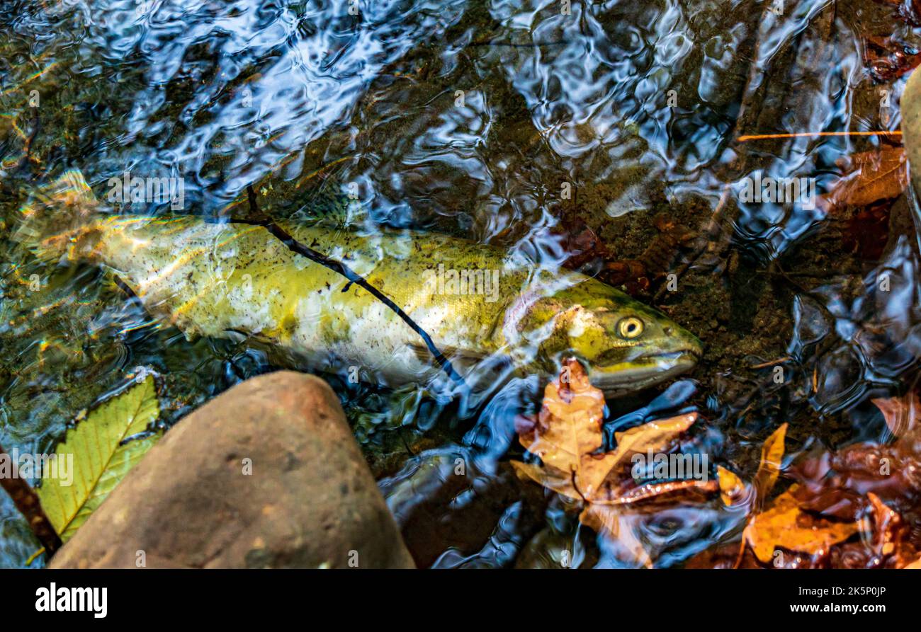 Salmon after spawning in Campbell River in British Columbia. Stock Photo