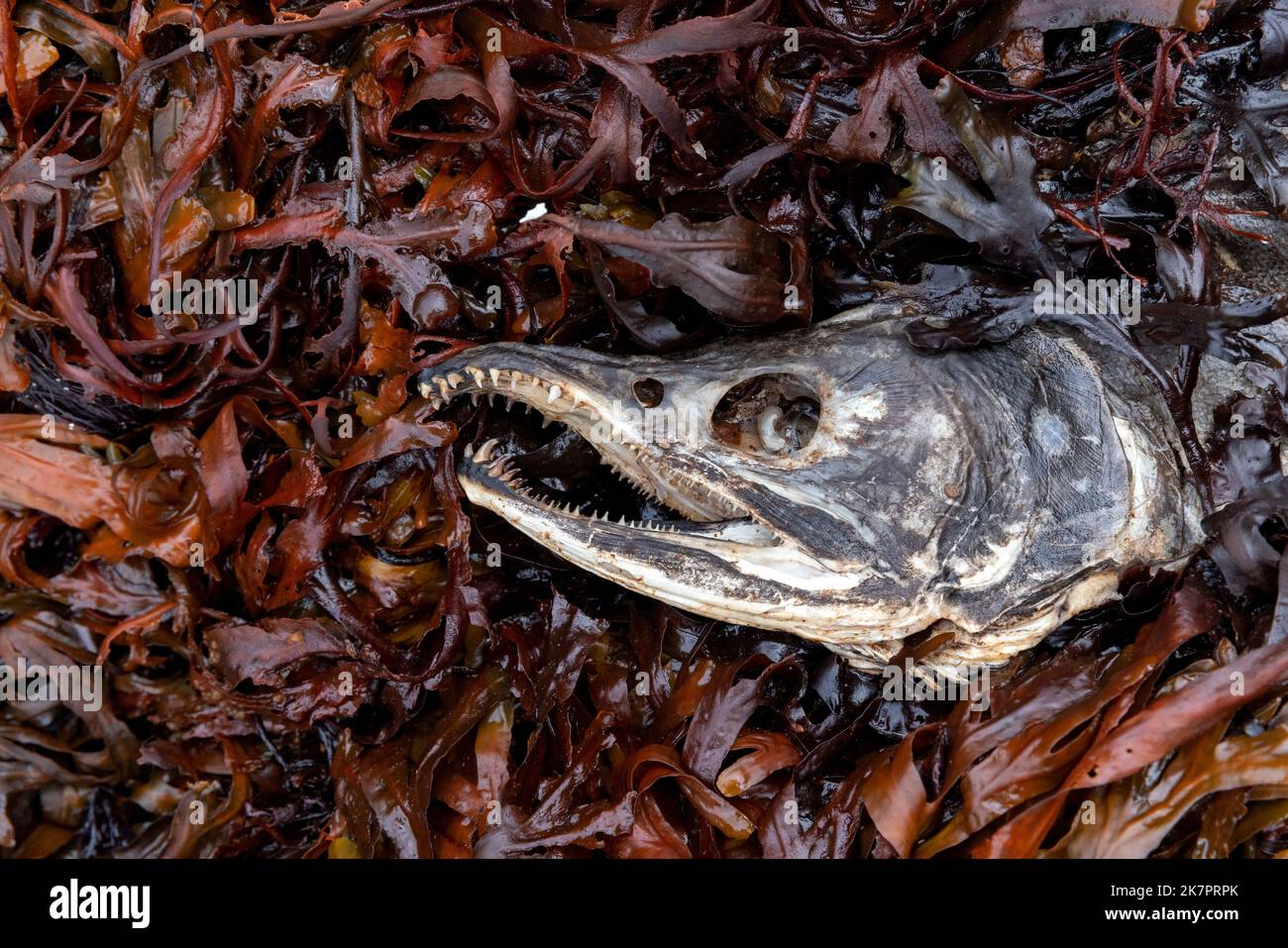 Dead salmon carcass after spawning in seaweed on shoreline - Sitka, Alaska, USA Stock Photo