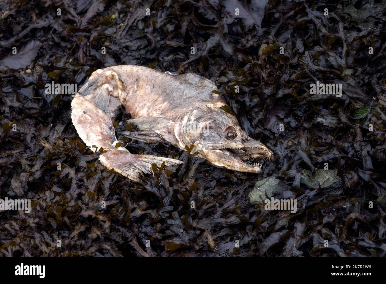 Dead salmon carcass after spawning - Ketchikan, Alaska, USA Stock Photo