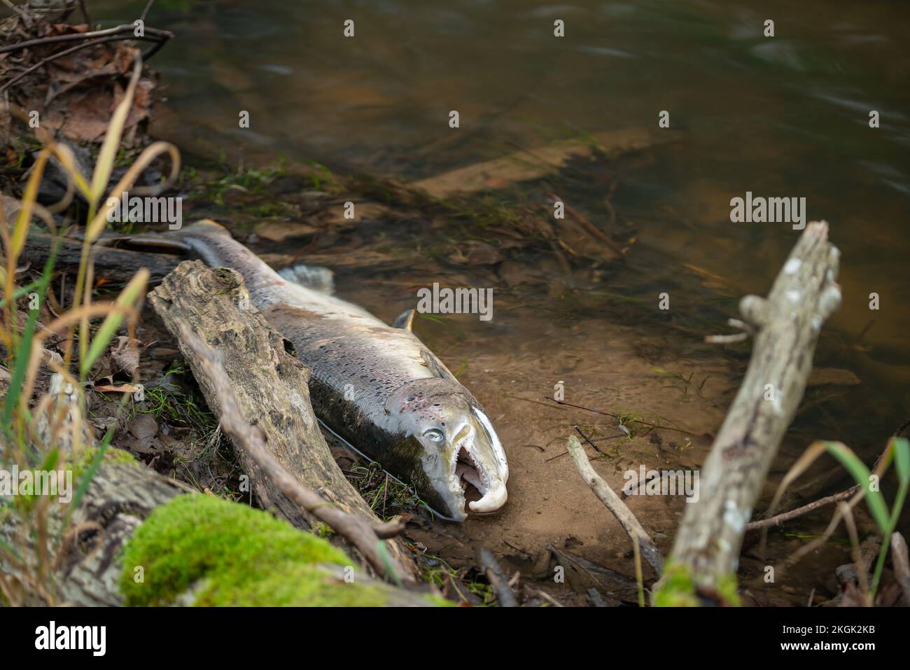 Large Atlantic salmon laying on the river shore. Dead fish washed out in the river after spawning Stock Photo