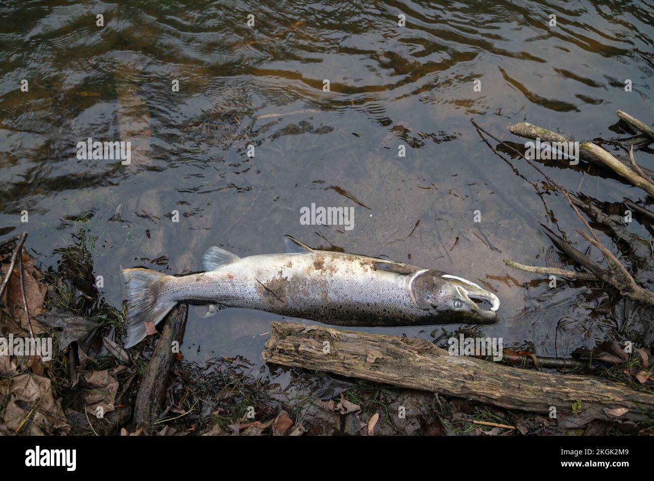 Large Atlantic salmon laying on the river shore. Dead fish washed out in the river after spawning Stock Photo