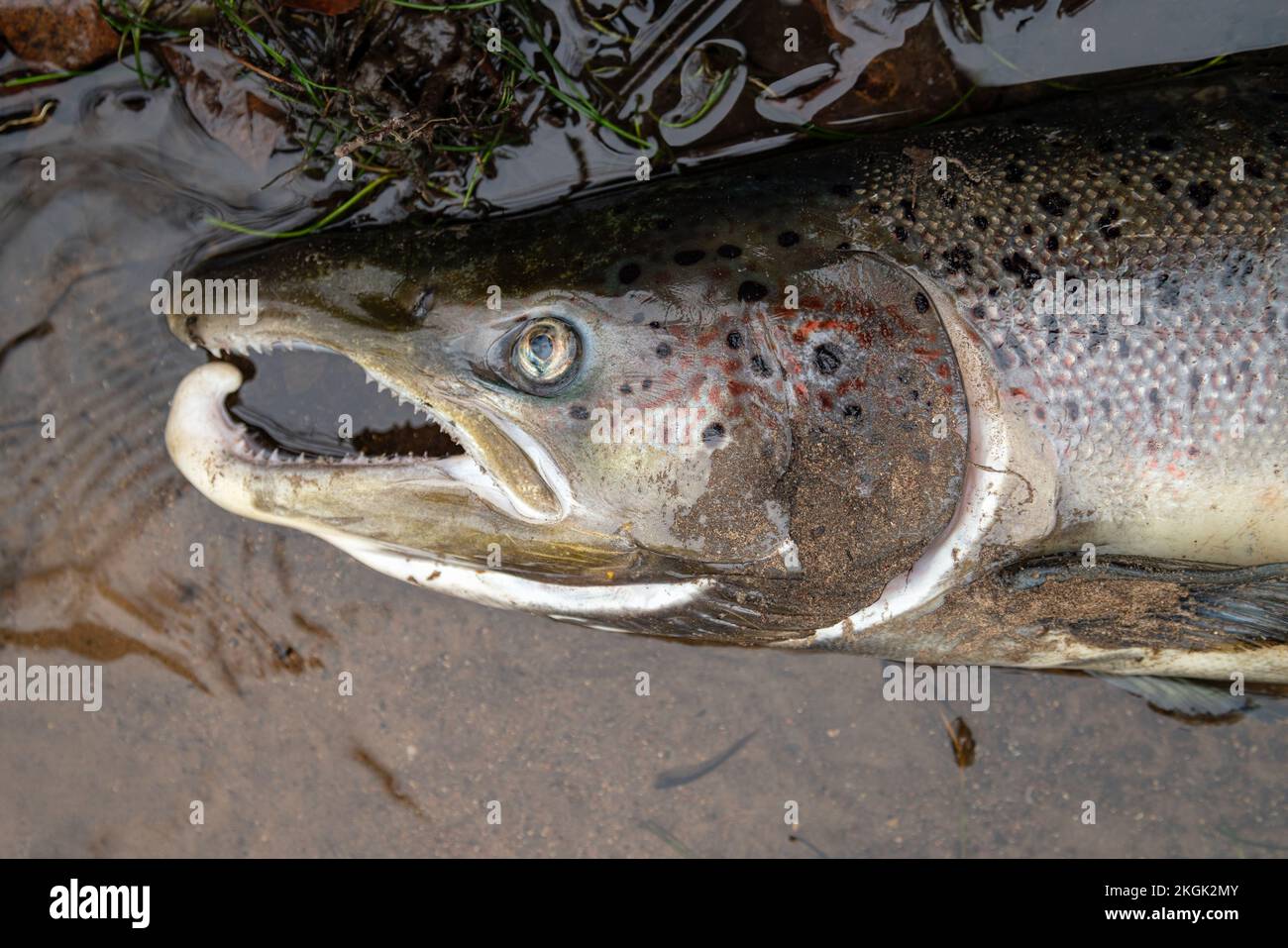 Large Atlantic salmon laying on the river shore. Dead fish washed out in the river after spawning Stock Photo