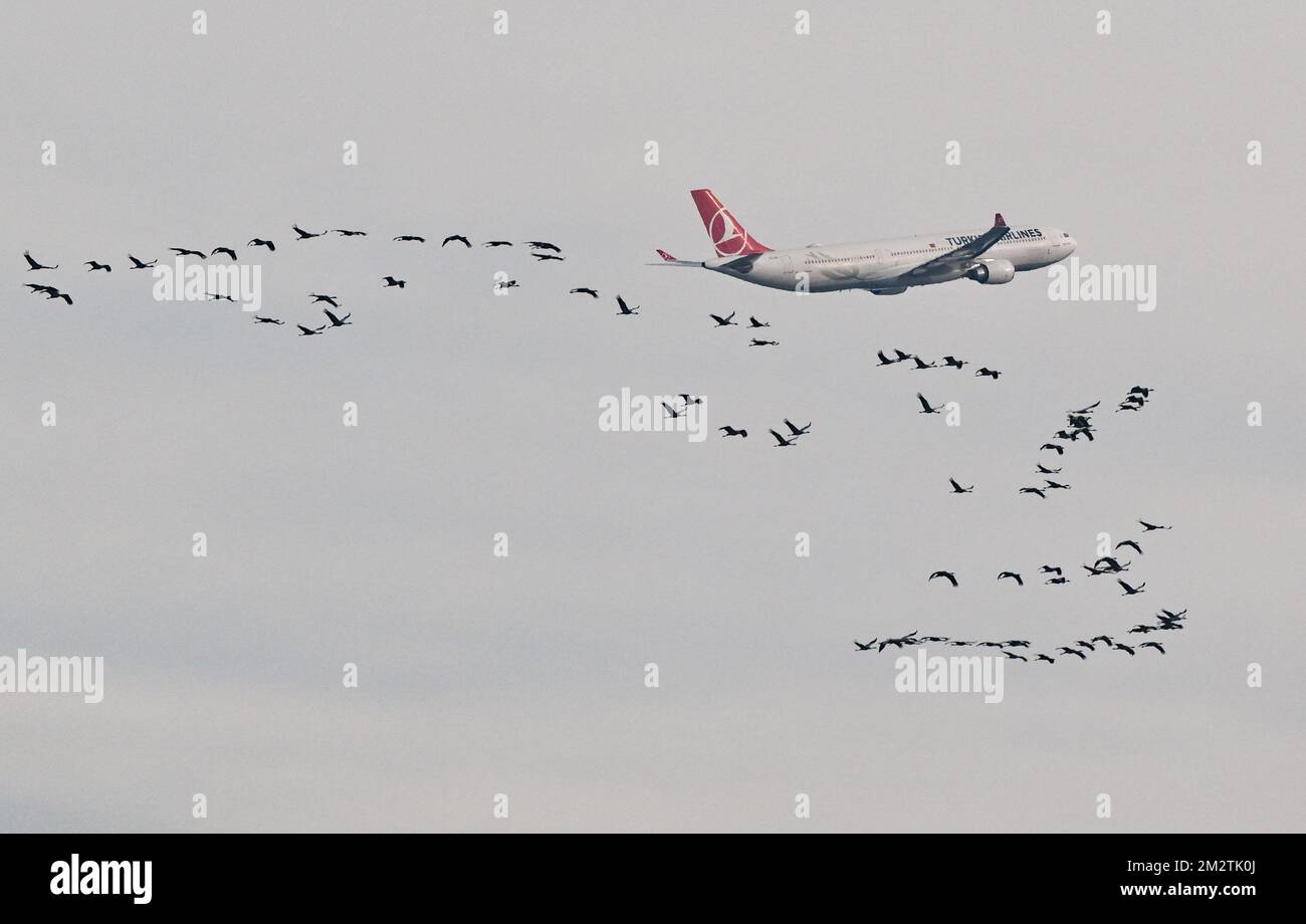 14 December 2022, Brandenburg, Schönefeld: A passenger plane that has just taken off from Berlin Brandenburg BER airport is seen in the sky with cranes flying by. BER Airport has received a new system to protect against bird strikes. The 3D radar can detect flocks of birds at a distance of 15 kilometers around the airport. Pyrotechnic devices can then be triggered at the touch of a button to keep the birds away from the runways. The new radar system is supported by Wildlife Control staff on the ground. Photo: Patrick Pleul/dpa Stock Photo